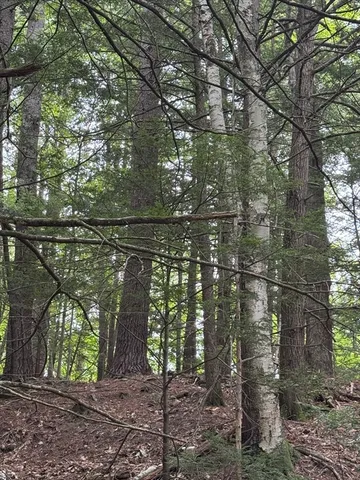 a view of street with a yard