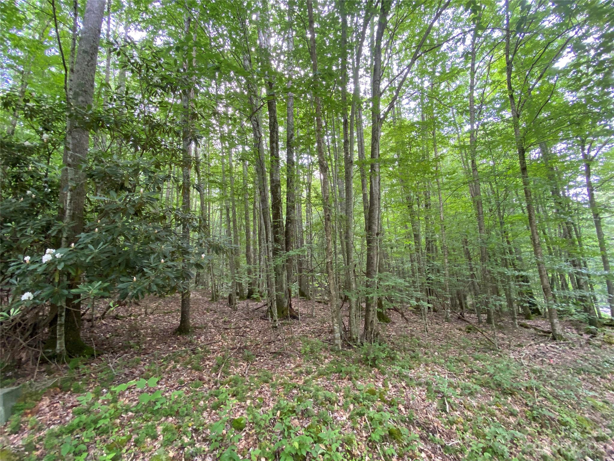 Tbd Buckeye Ridge Road, Unit 7 Beech Mountain, NC 28604 - Photo 1 of 2 Gallery Image 1