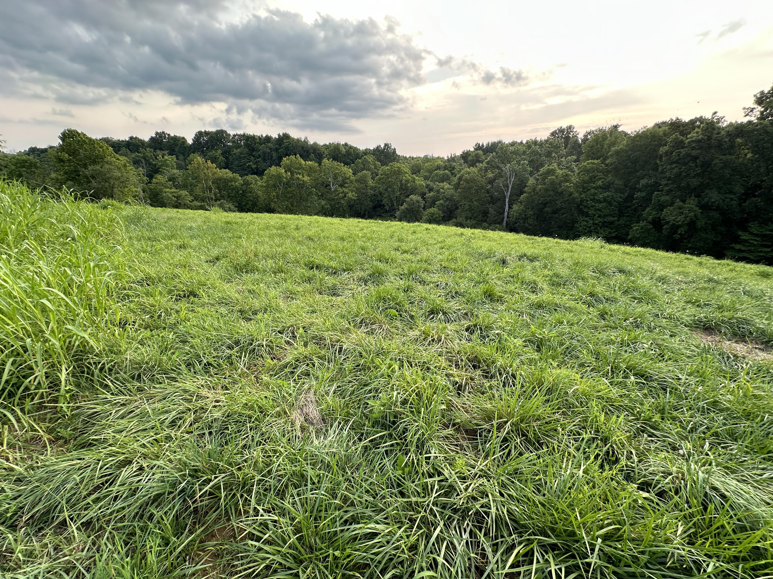 719 Upper Lick Road Moorefield, KY 40350 - Photo 27 of 29 Field