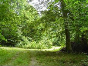 0 Coxes Springs Road Fall Branch, TN 37656 - Photo 1 of 8 Photo 1