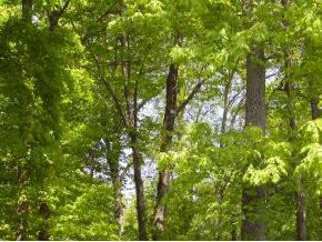 0 Coxes Springs Road Fall Branch, TN 37656 - Photo 2 of 8 Photo 2