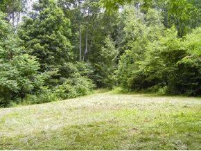 0 Coxes Springs Road Fall Branch, TN 37656 - Photo 3 of 8 Photo 3