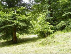 0 Coxes Springs Road Fall Branch, TN 37656 - Photo 7 of 8 Photo 7