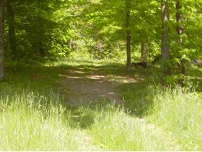 0 Coxes Springs Road Fall Branch, TN 37656 - Photo 8 of 8 Photo 8
