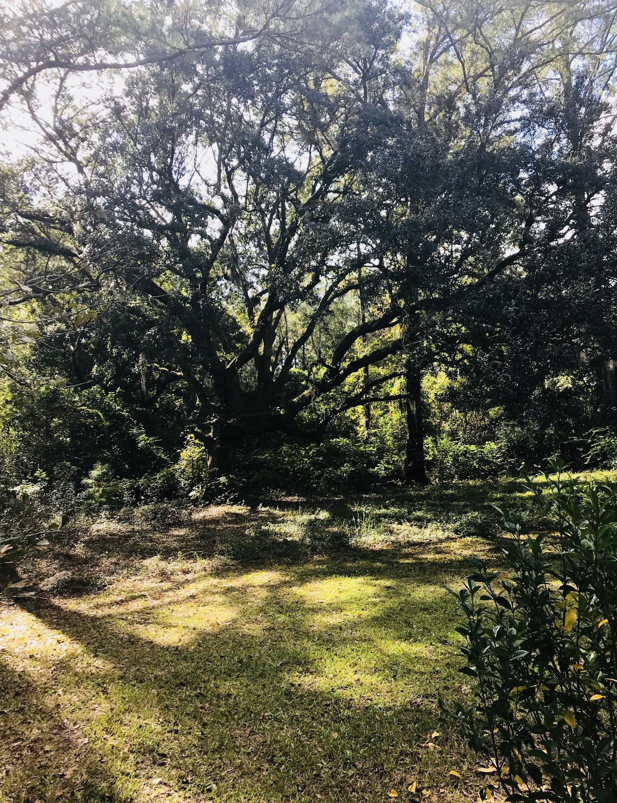5801 Old Jacksonboro Road Ravenel, SC 29470 - Photo 2 of 3 IMG_1142