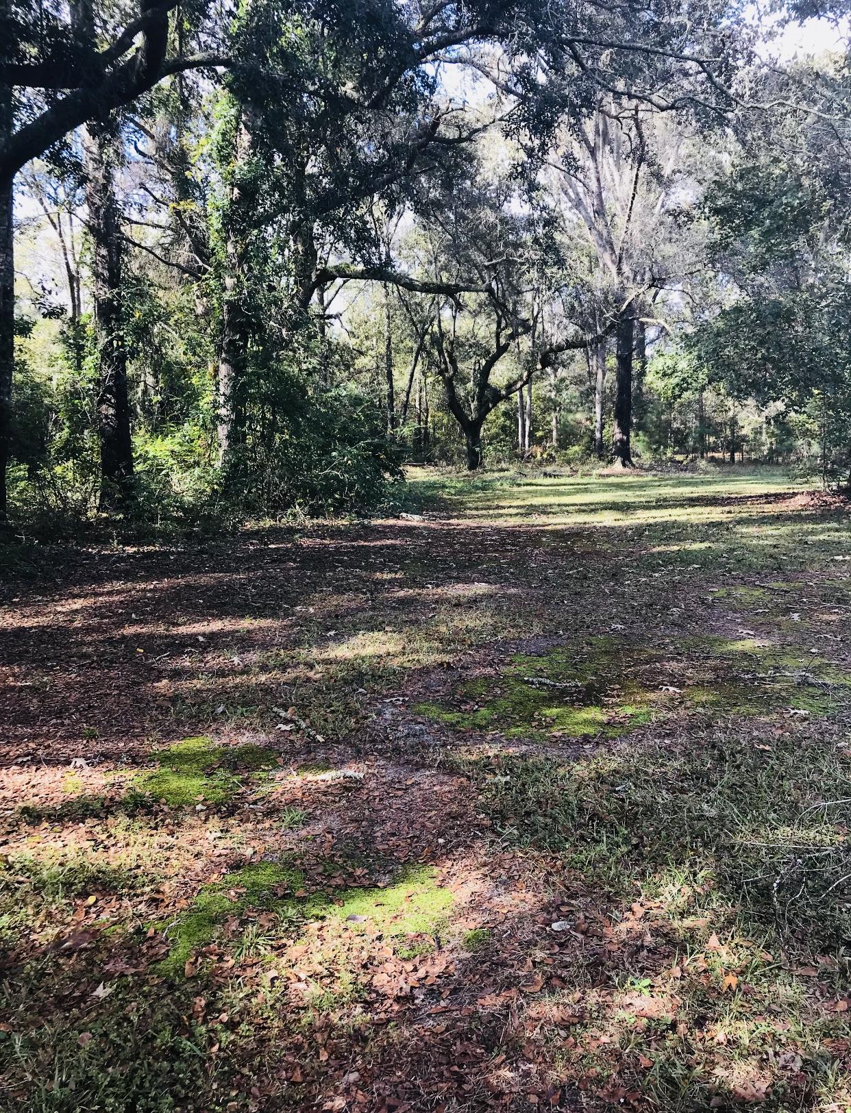 5801 Old Jacksonboro Road Ravenel, SC 29470 - Photo 3 of 3 IMG_1145