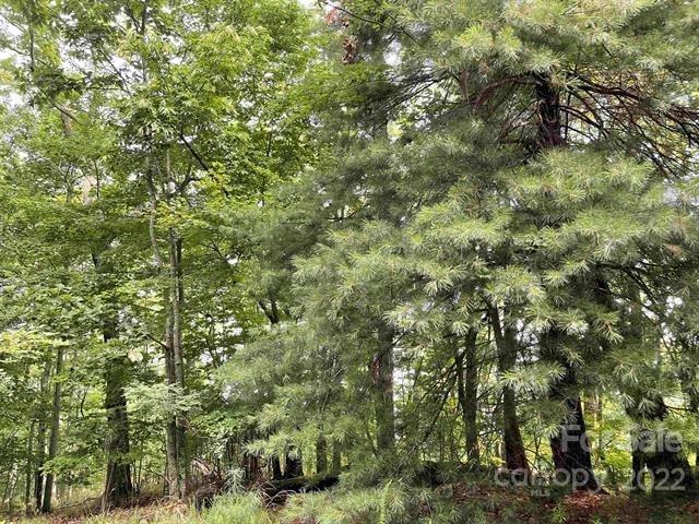 98-99 Sky Ridge Drive Bostic, NC 28018 - Photo 3 of 5 a view of a forest with lush green forest