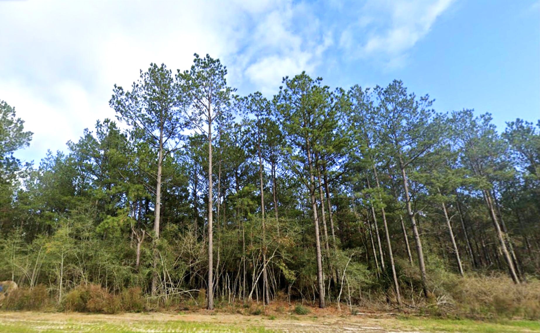 15588 Intrepid Lane Willis, TX 77378 - Photo 2 of 10 a view of a yard with a tree