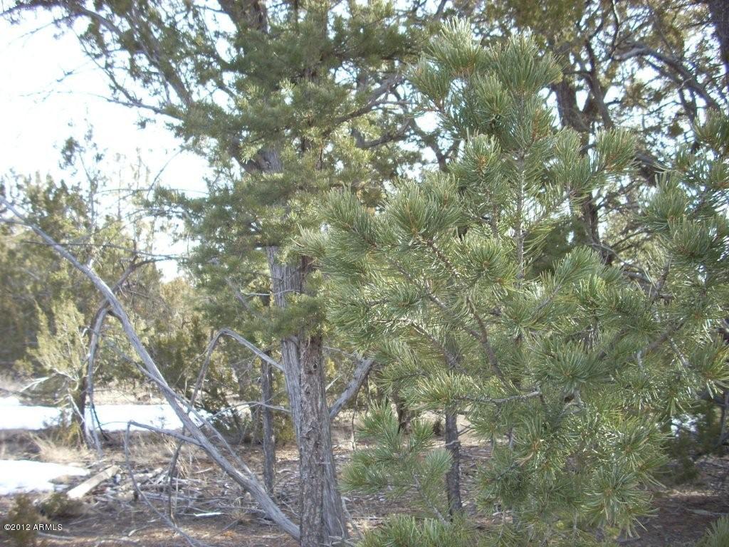 3329 Saw Mill Ridge Loop, Unit 102 Heber, AZ 85928 - Photo 9 of 11 9
