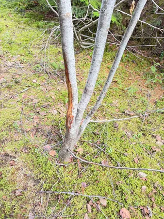 $150,000 | 7301 Highway 31, Ione, WA 99139