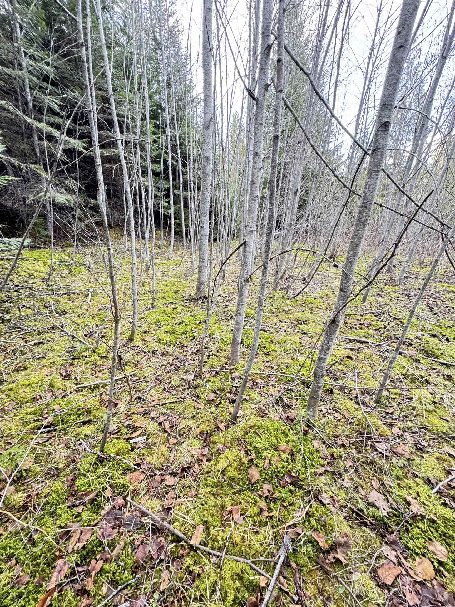 7301 Highway 31 Ione, WA 99139 - Photo 8 of 18