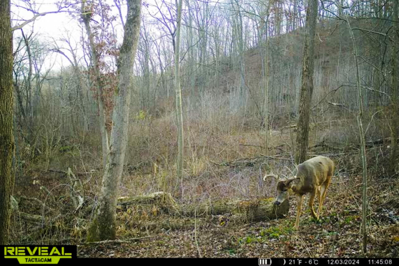 Lt0 Lt0 County Road Spring Green, WI 53588 - Photo 15 of 68 Iowa-County-WI-40-Acres-Land-For-Sale-15