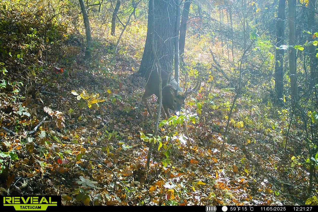 Lt0 Lt0 County Road Spring Green, WI 53588 - Photo 16 of 68 Iowa-County-WI-40-Acres-Land-For-Sale-16