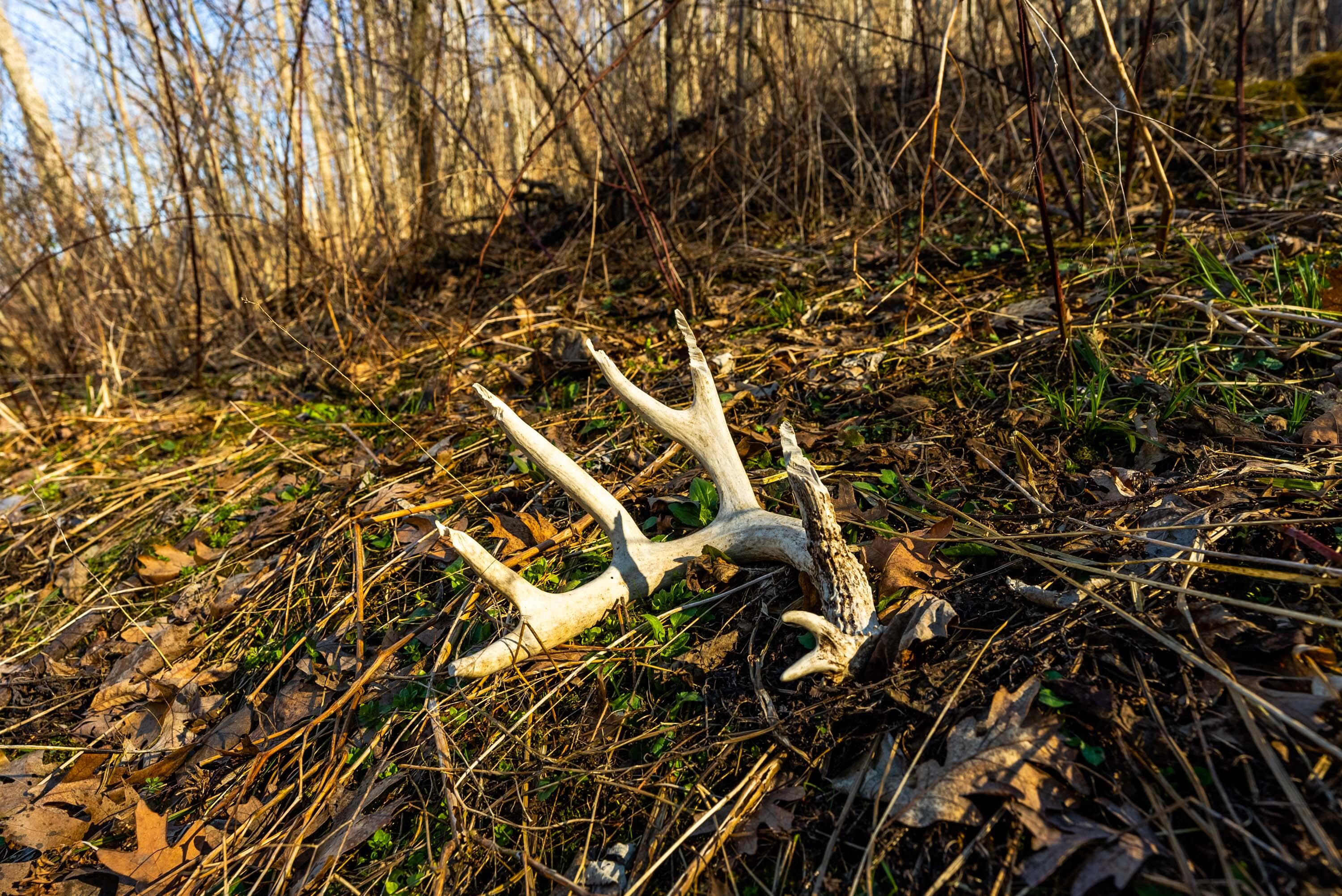 Lt0 Lt0 County Road Spring Green, WI 53588 - Photo 19 of 68 Iowa-County-WI-40-Acres-Land-For-Sale-19