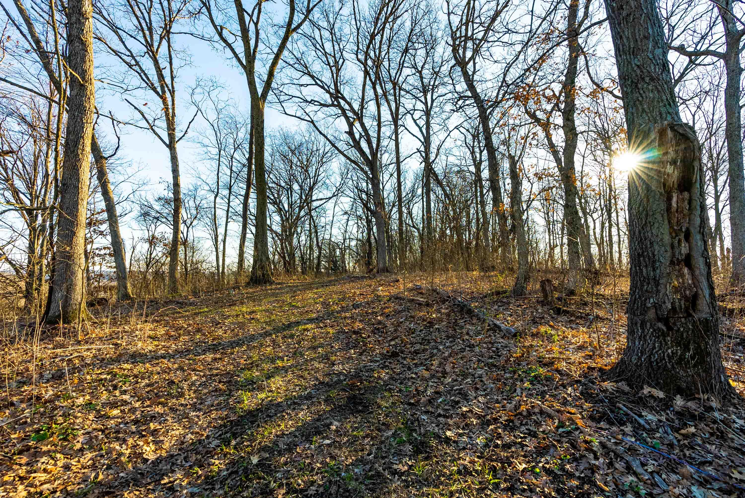 Lt0 Lt0 County Road Spring Green, WI 53588 - Photo 39 of 68 Iowa-County-WI-40-Acres-Land-For-Sale-41