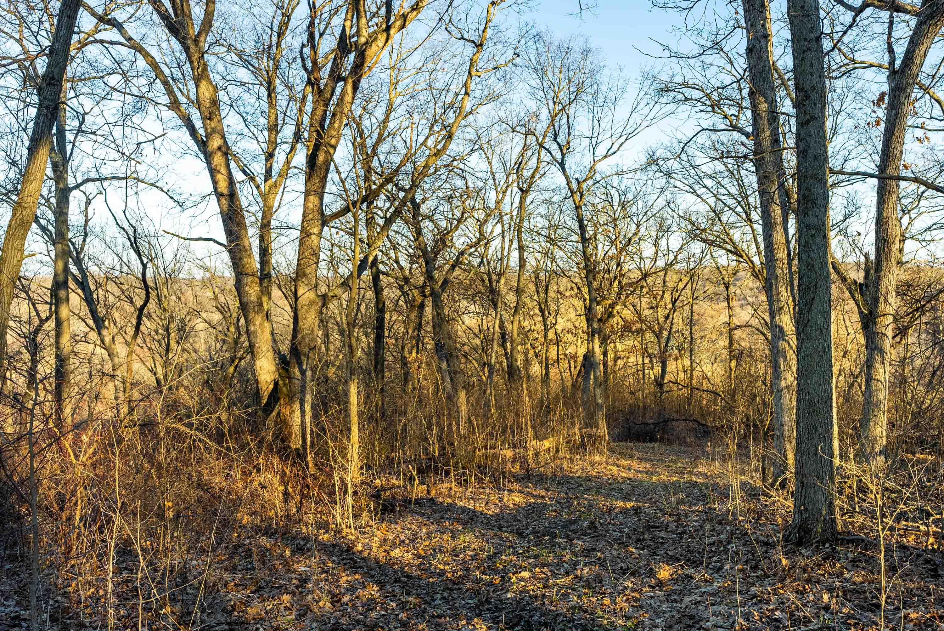 Lt0 Lt0 County Road Spring Green, WI 53588 - Photo 40 of 68 Iowa-County-WI-40-Acres-Land-For-Sale-42