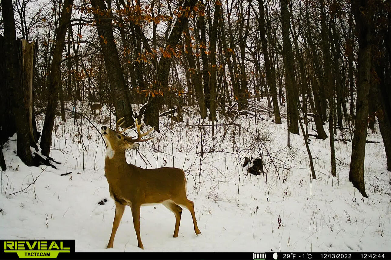Lt0 Lt0 County Road Spring Green, WI 53588 - Photo 4 of 68 Iowa-County-WI-40-Acres-Land-For-Sale-4