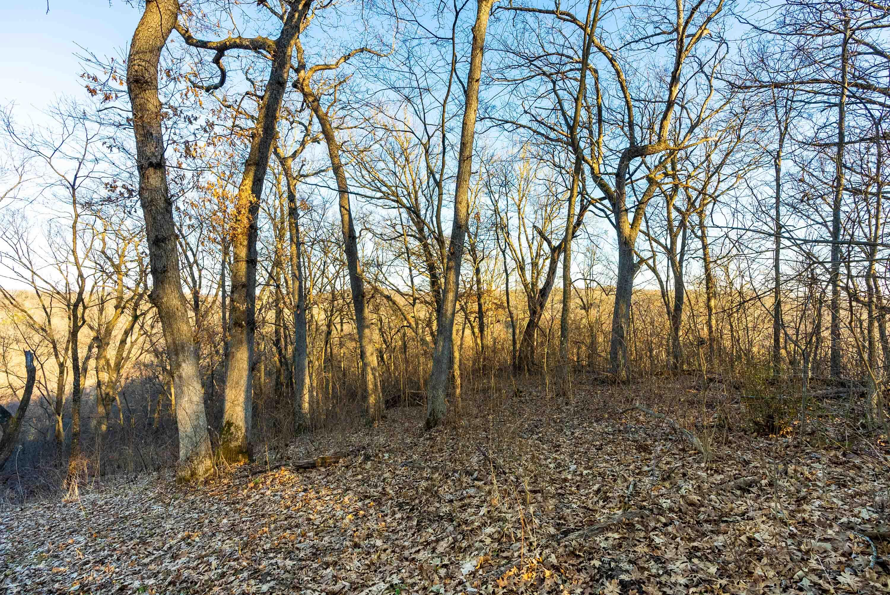 Lt0 Lt0 County Road Spring Green, WI 53588 - Photo 41 of 68 Iowa-County-WI-40-Acres-Land-For-Sale-43