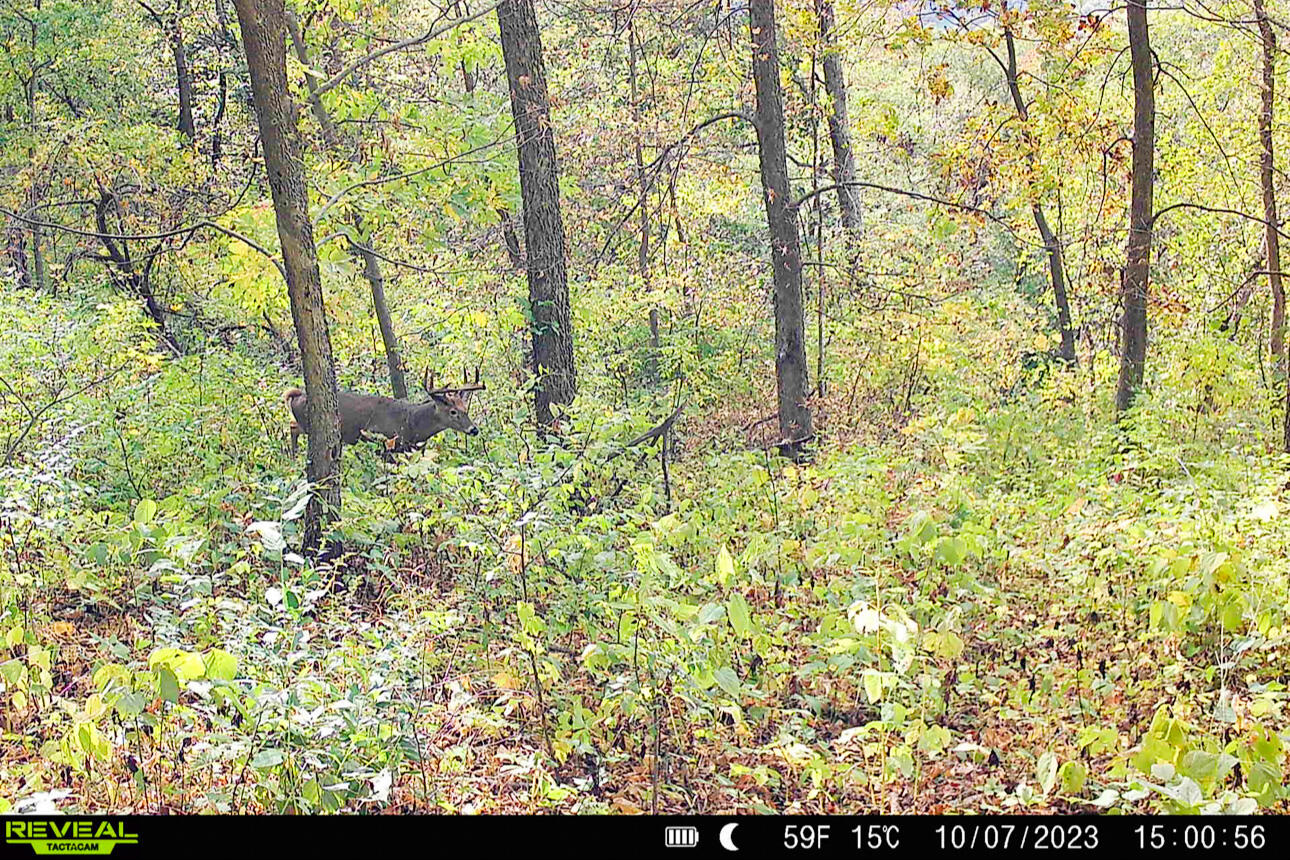Lt0 Lt0 County Road Spring Green, WI 53588 - Photo 48 of 68 Iowa-County-WI-40-Acres-Land-For-Sale-50