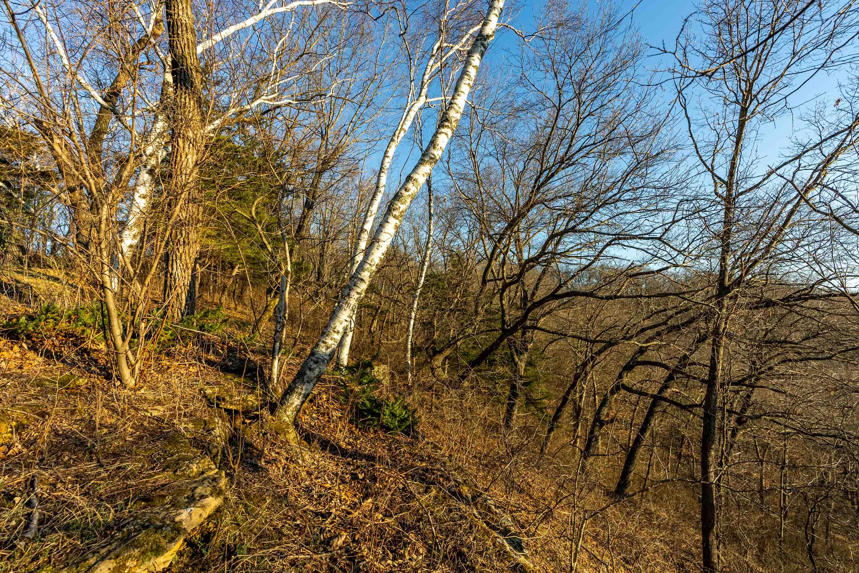 Lt0 Lt0 County Road Spring Green, WI 53588 - Photo 63 of 68 Iowa-County-WI-40-Acres-Land-For-Sale-65