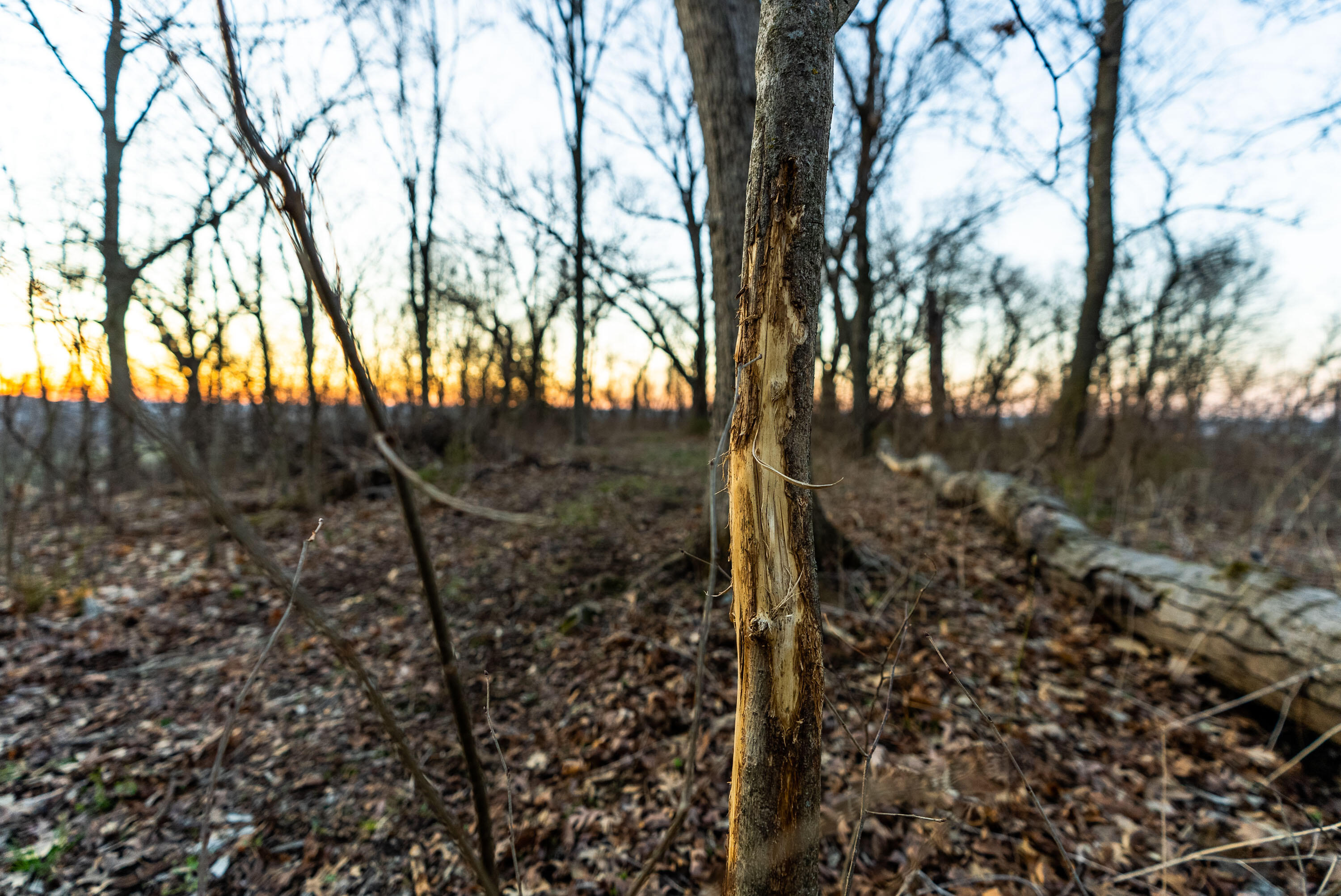 Lt0 Lt0 County Road Spring Green, WI 53588 - Photo 64 of 68 Iowa-County-WI-40-Acres-Land-For-Sale-66