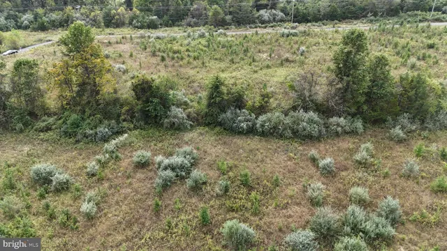 a view of a forest with trees in the background