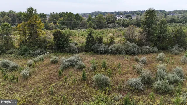 a view of a field with a tree
