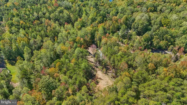 a view of a lush green forest with a tree