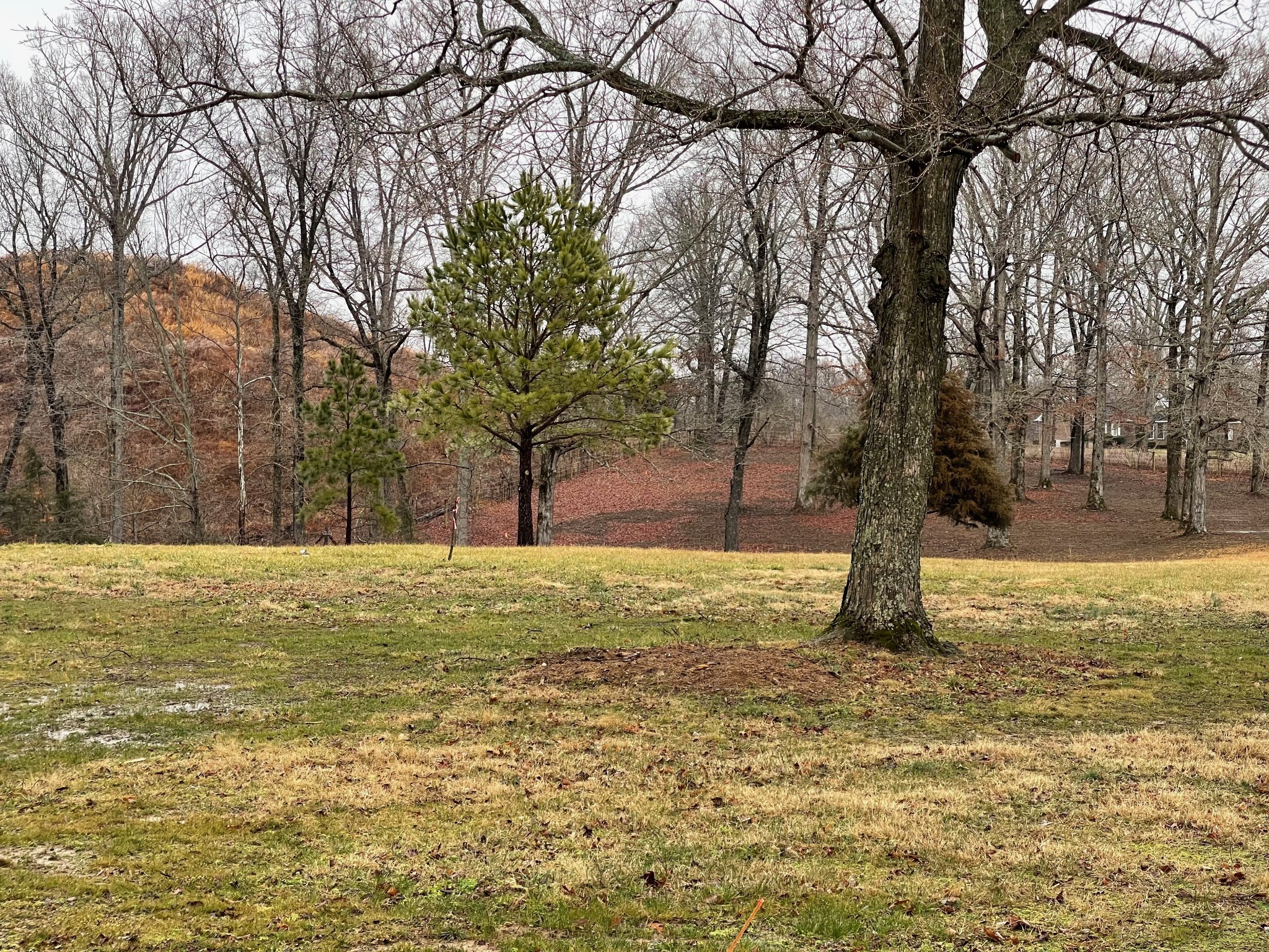 7 Pinewood Road Franklin, TN 37064 - Photo 9 of 12 a view of a yard with a tree