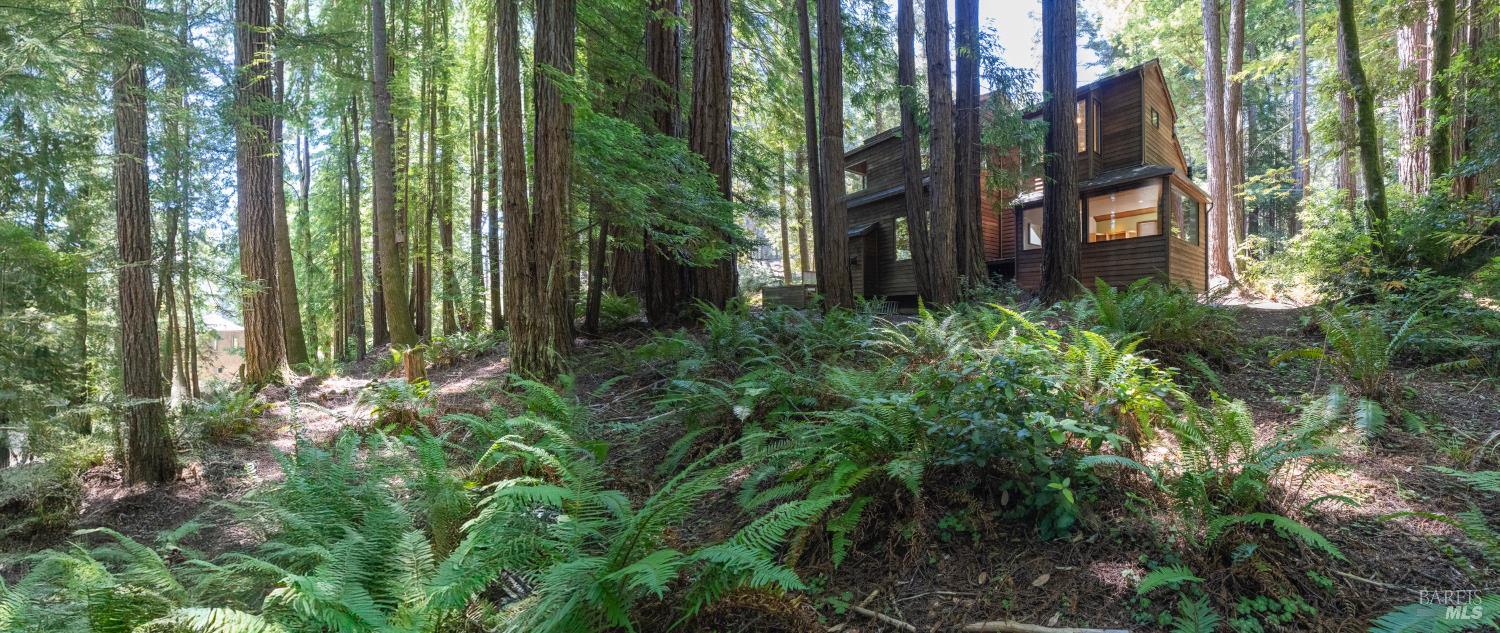 36419 East Ridge Road The Sea Ranch, CA 95497 - Photo 41 of 55 a view of a garden with plants