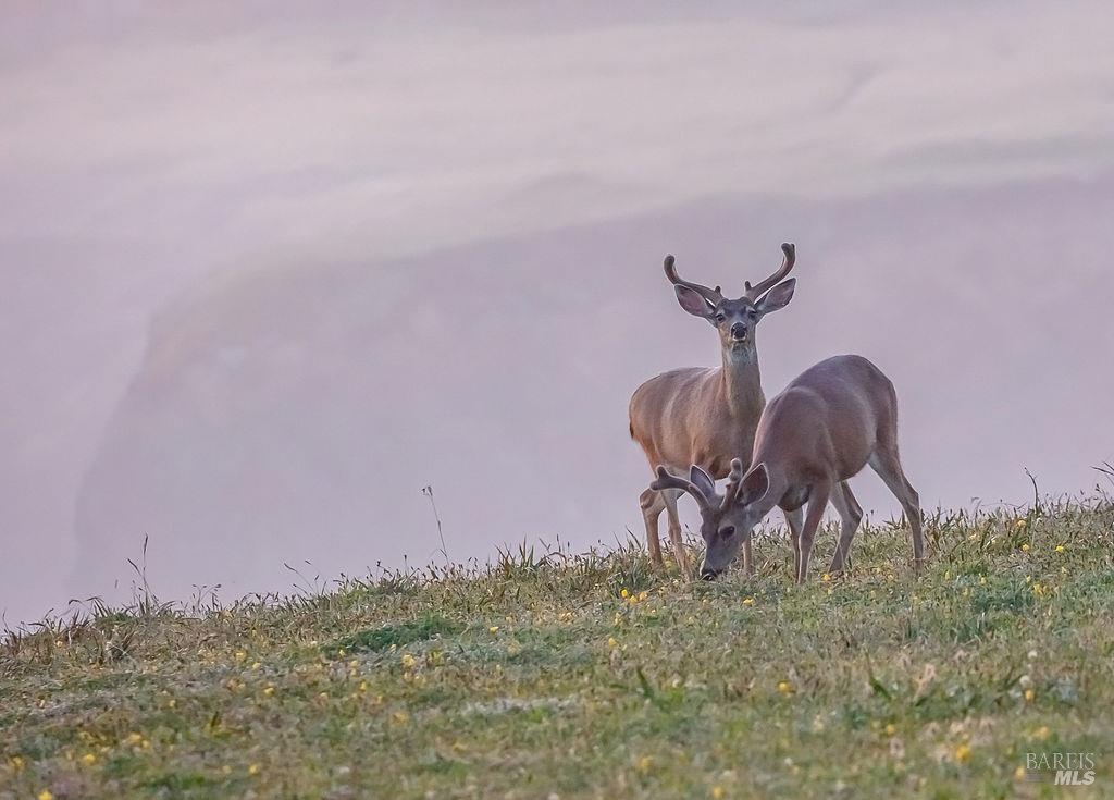 36419 East Ridge Road The Sea Ranch, CA 95497 - Photo 46 of 55