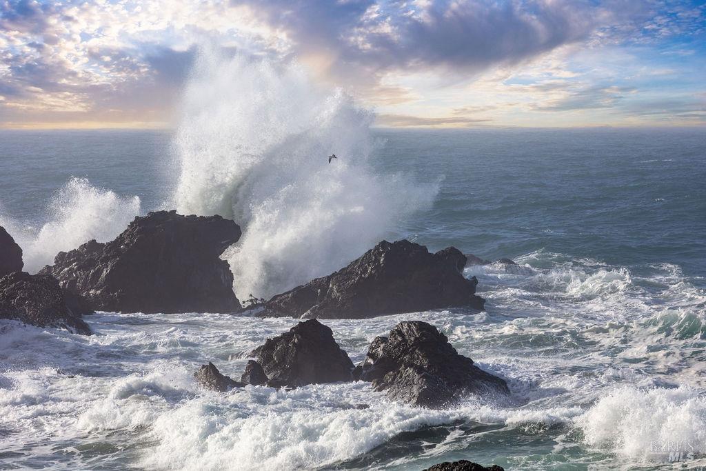 36419 East Ridge Road The Sea Ranch, CA 95497 - Photo 54 of 55 a view of a dry yard