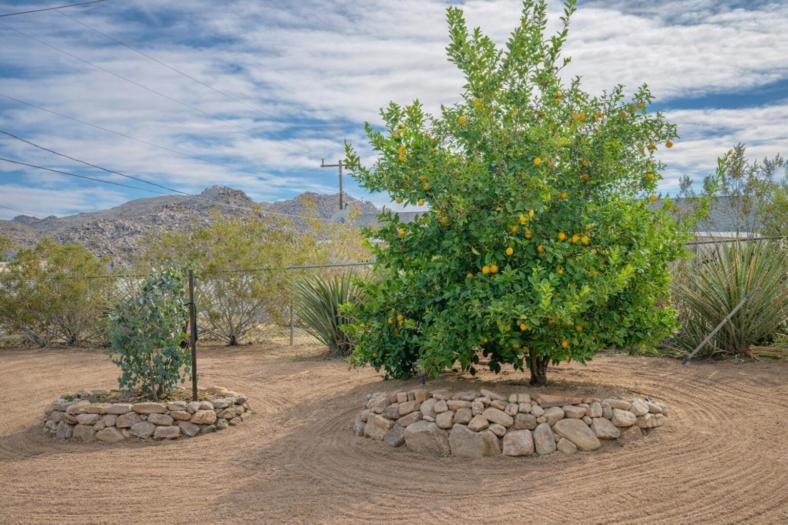 61869 Grand View Circle Joshua Tree, CA 92252 - Photo 30 of 34 Fruit trees