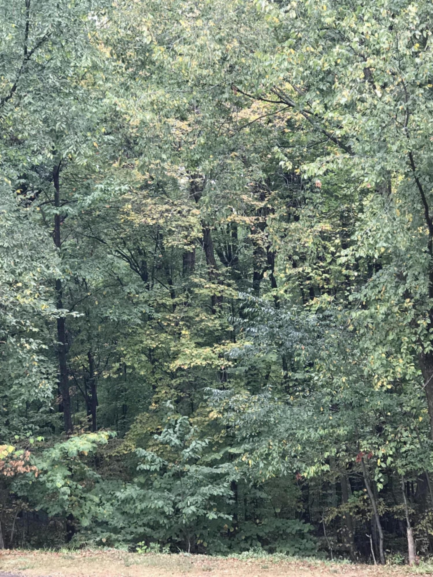 Beautiful Hardwoods