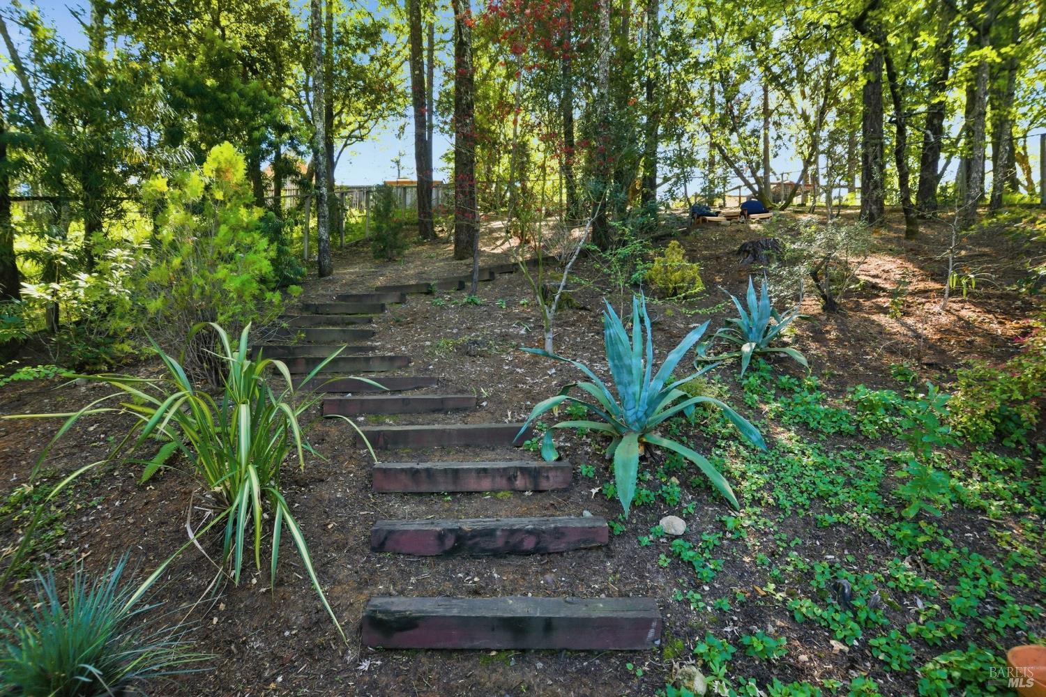 151 High Street Calistoga, CA 94515 - Photo 48 of 52 a view of a yard with plants and large trees
