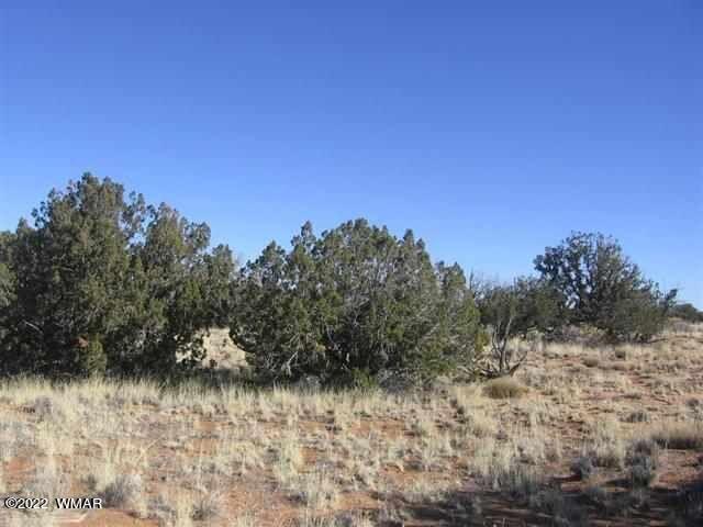 Lot 266 Chevelon Canyon Ranch Heber, AZ 85928 - Photo 4 of 6