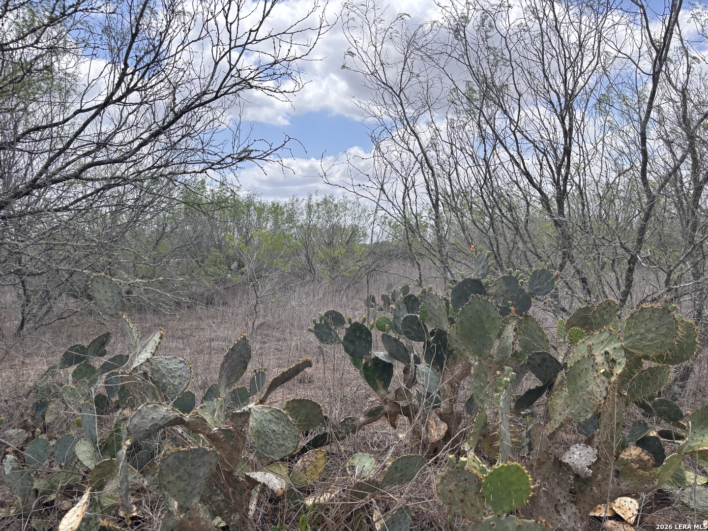 0 County Road 239 Concepcion, TX 78349 - Photo 19 of 38 a view of a forest filled with trees