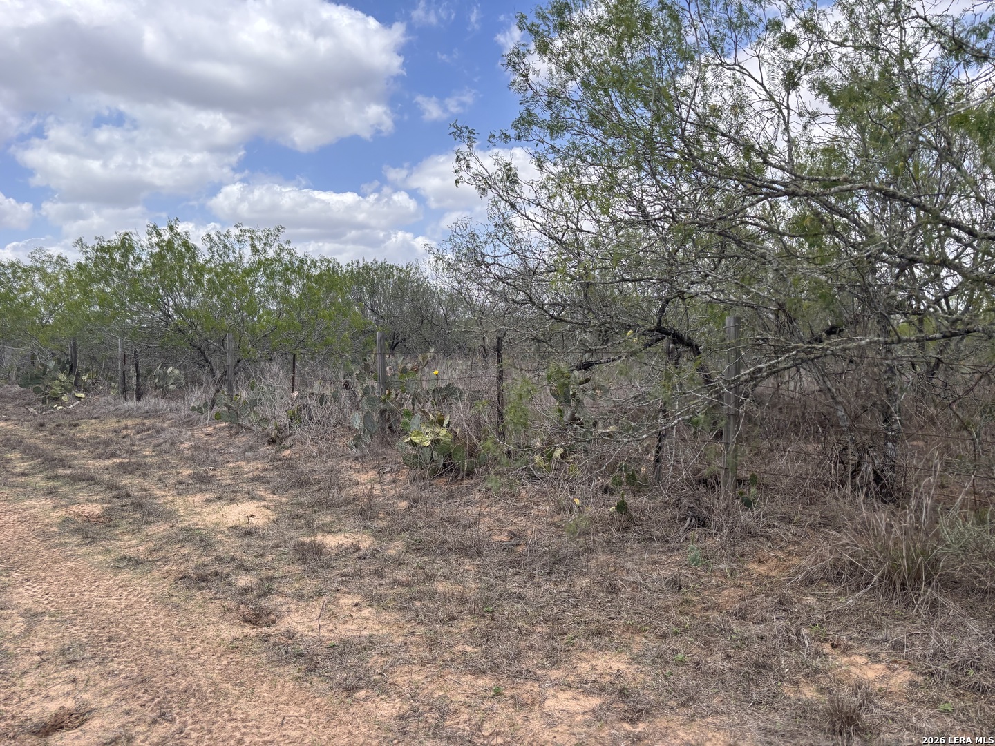 0 County Road 239 Concepcion, TX 78349 - Photo 20 of 38 a view of a forest with trees in the background