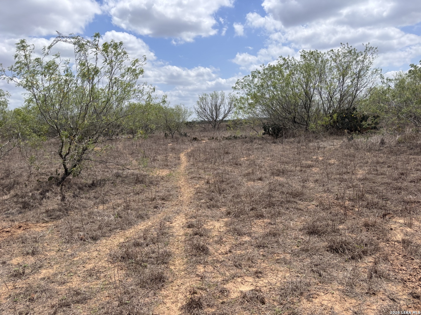 0 County Road 239 Concepcion, TX 78349 - Photo 22 of 38 a view of a yard with a tree
