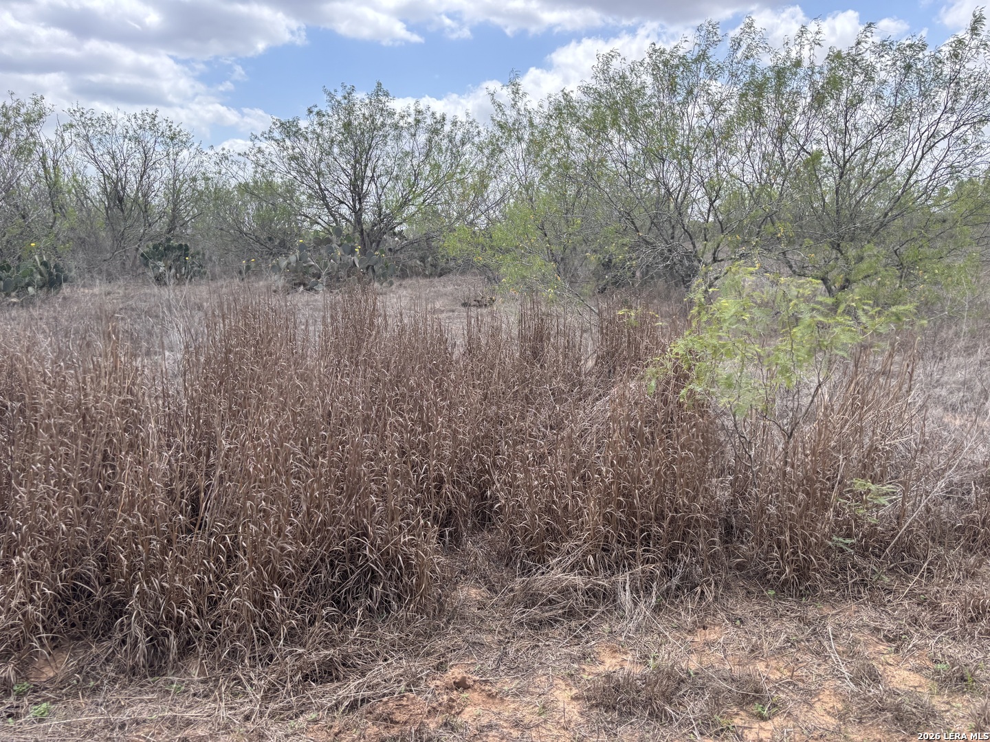 0 County Road 239 Concepcion, TX 78349 - Photo 23 of 38 a view of a forest with trees in the background