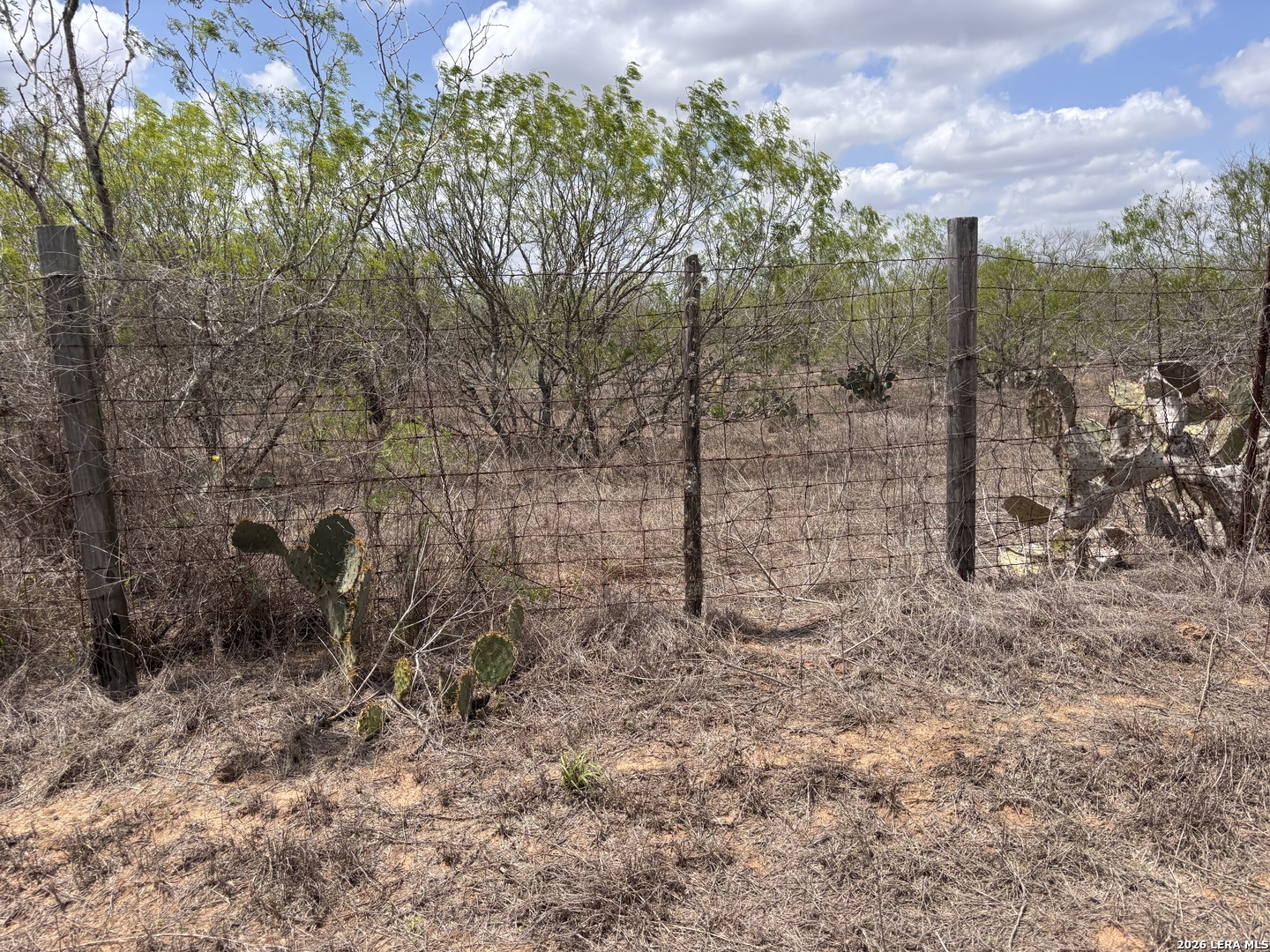 0 County Road 239 Concepcion, TX 78349 - Photo 24 of 38 a view of a forest with a tree