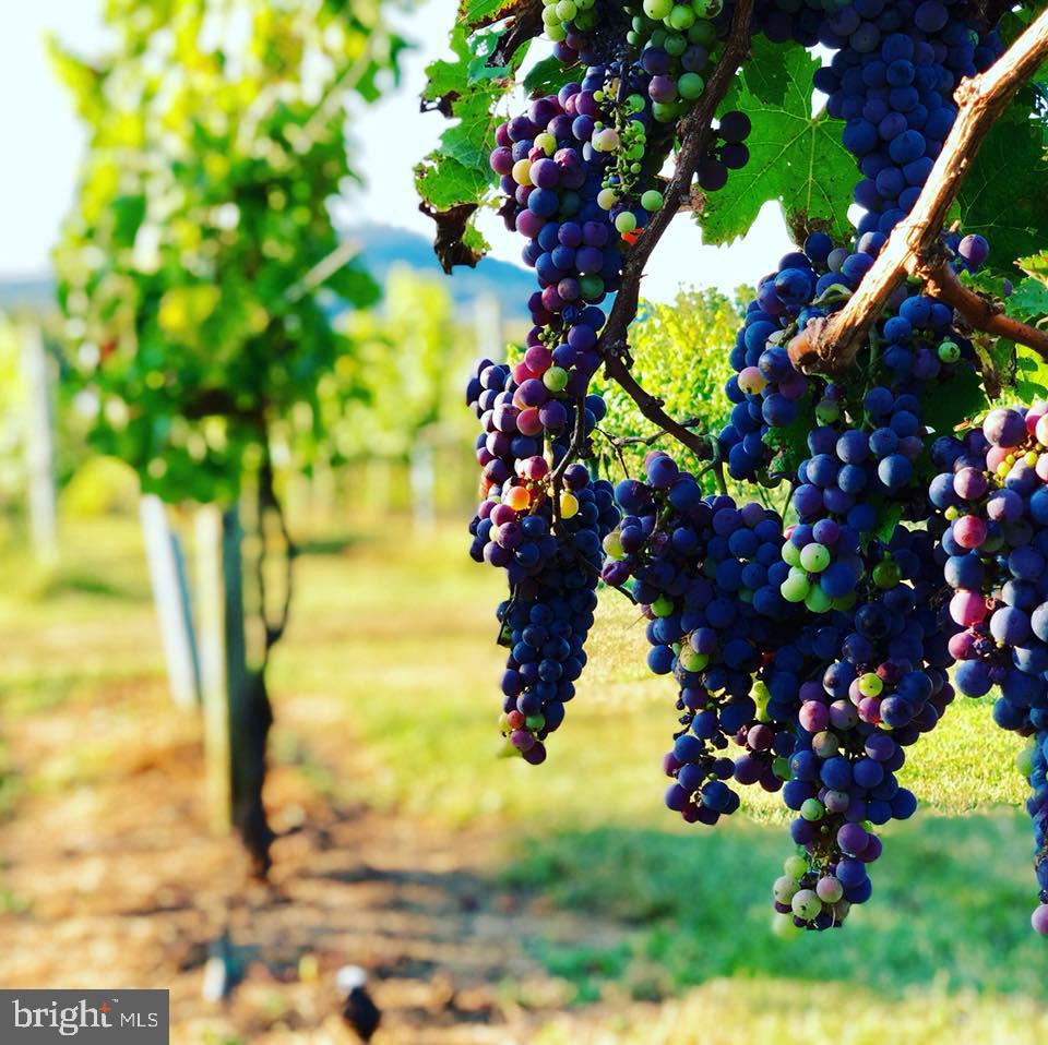 2110 Quicksburg Road Quicksburg, VA 22847 - Photo 3 of 60 a view of flowers in a bunch of flowers