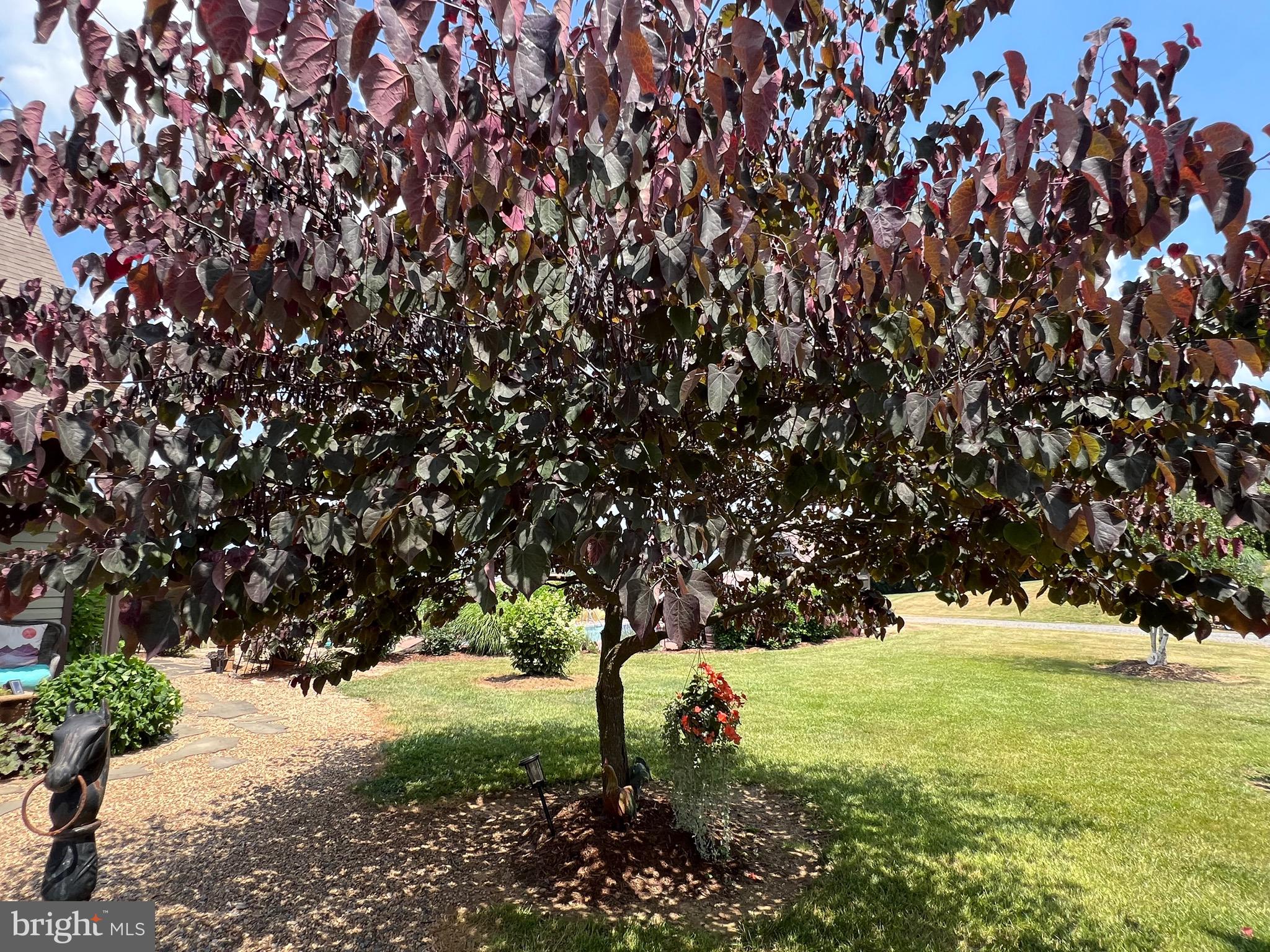 2110 Quicksburg Road Quicksburg, VA 22847 - Photo 54 of 60 a view of open space with large trees