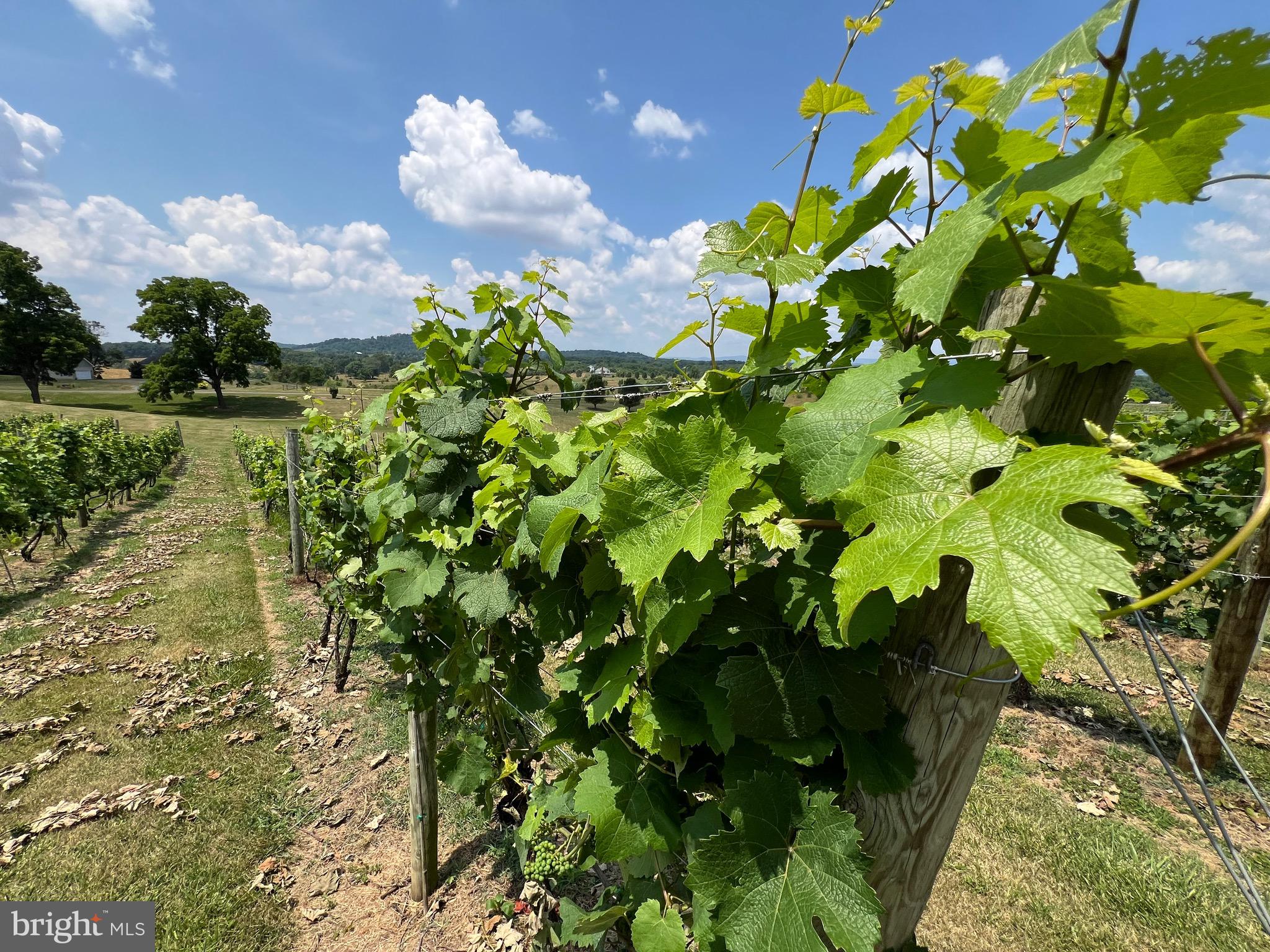 2110 Quicksburg Road Quicksburg, VA 22847 - Photo 58 of 60 a bunch of flowers