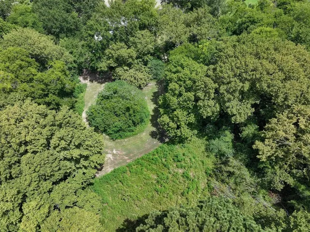 a view of a lush green forest