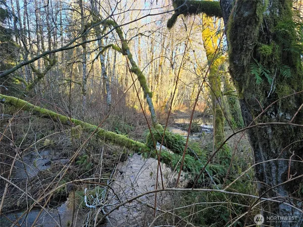 a view of a backyard with wooden fence and large trees