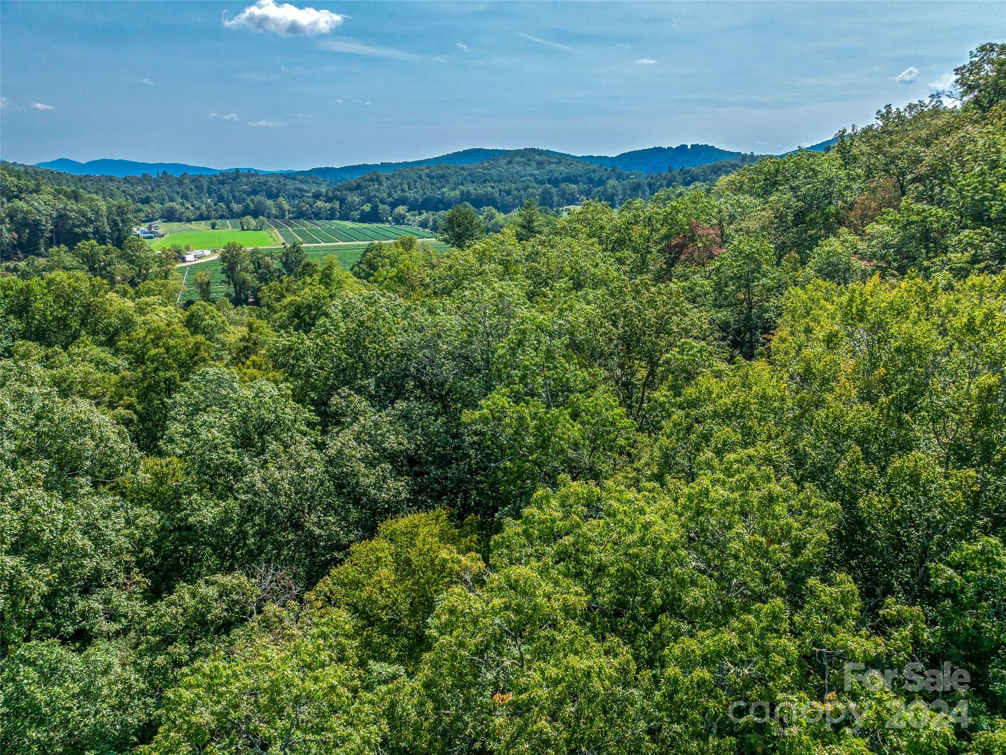 567 Davey Branch Road Horse Shoe, NC 28742 - Photo 5 of 36 a view of a lush green forest with lots of trees
