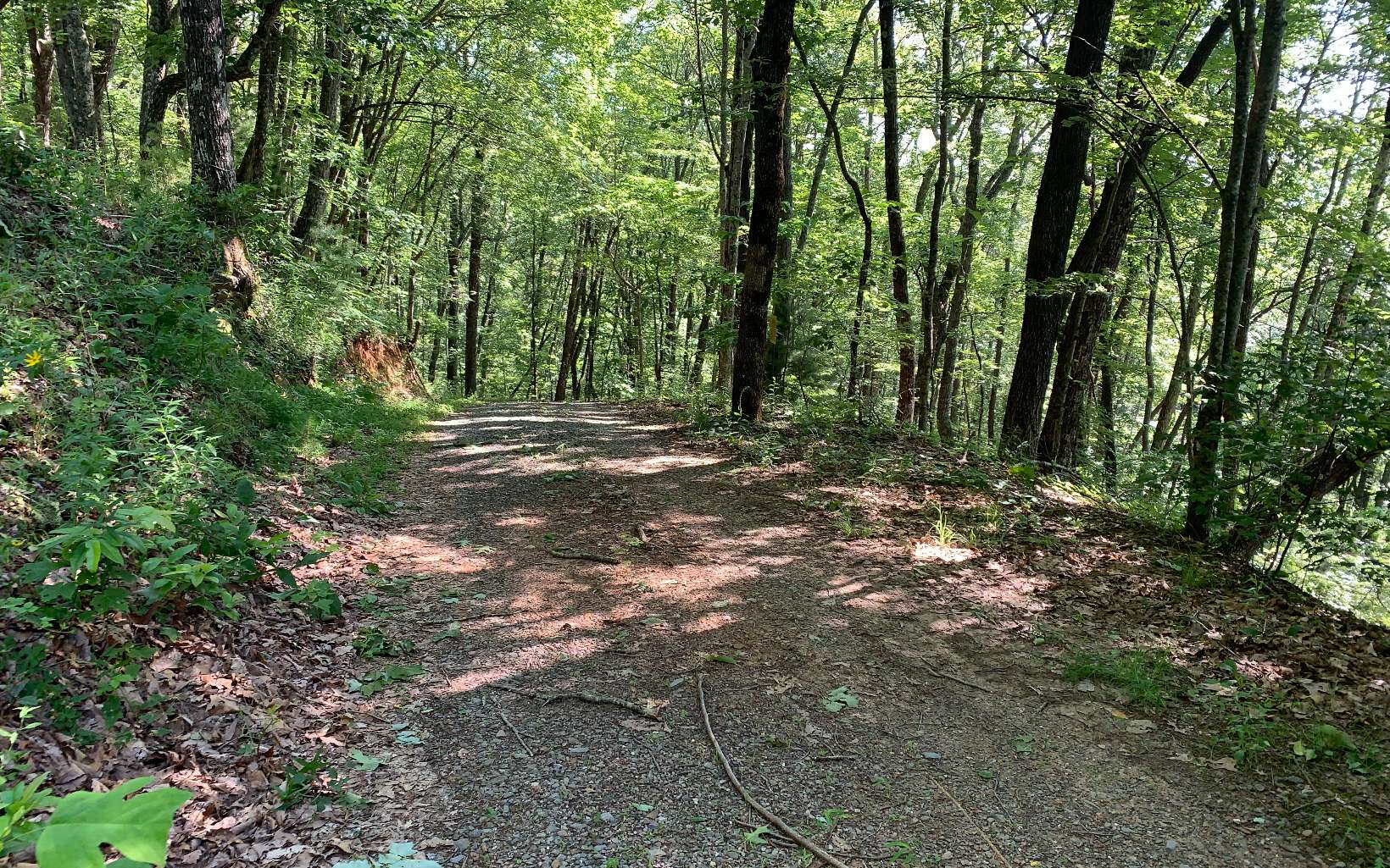 a big yard with lots of green space and deers