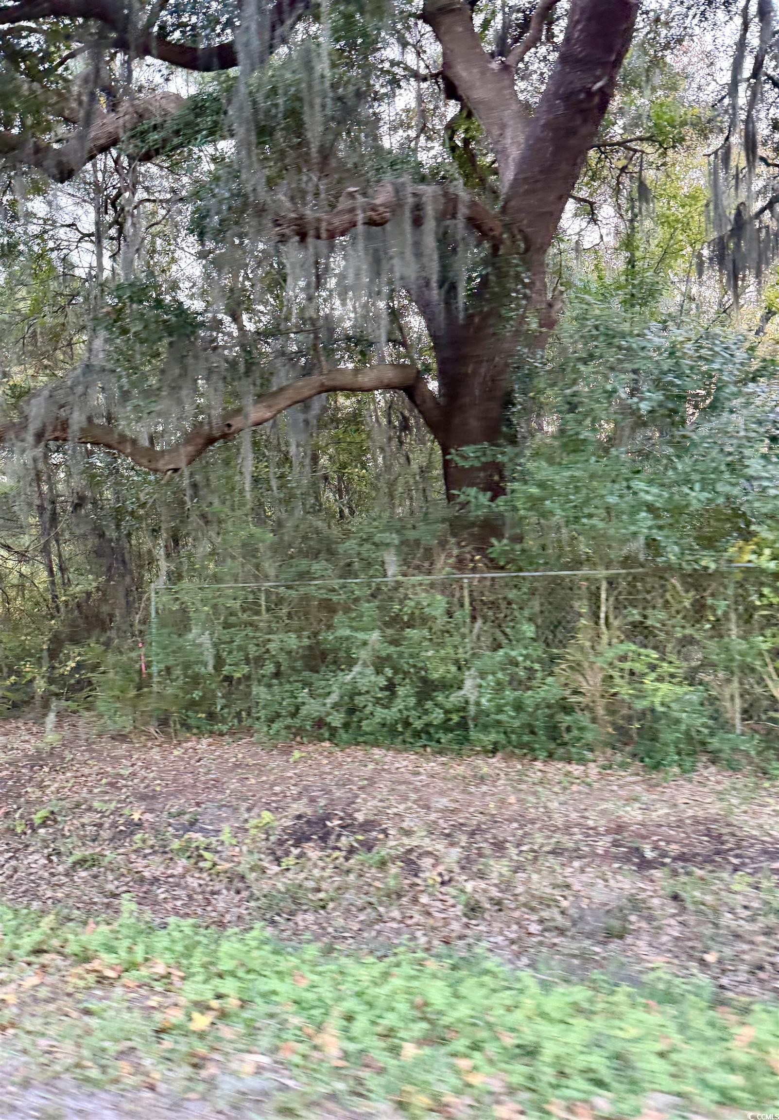 Waverly Road Pawleys Island, SC 29585 - Photo 2 of 5 View of wooded area