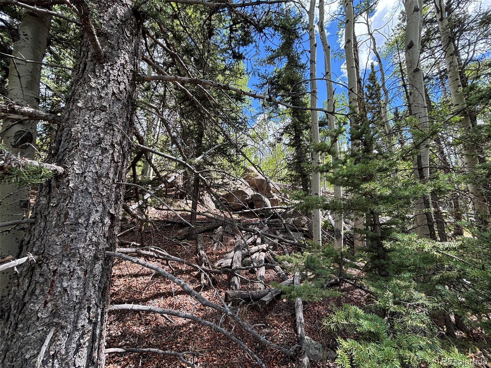 113 Ithaca Lane Como, CO 80456 - Photo 11 of 21 a view of a tree